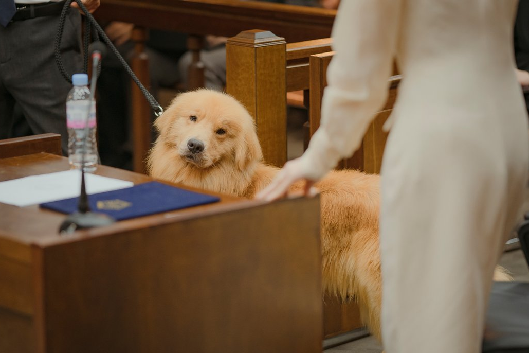 Cena do cachorro Byeol no dorama Pro Bono.