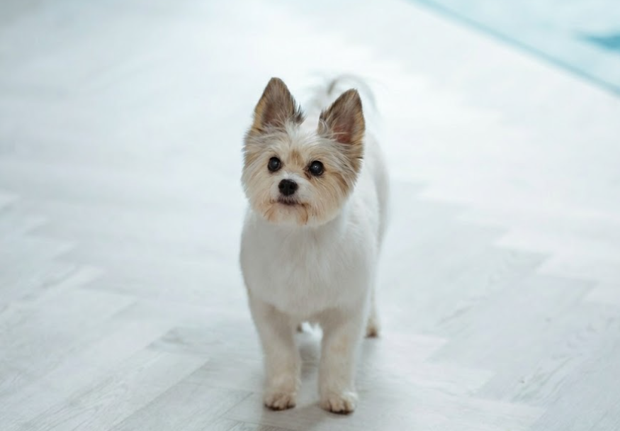 Cachorrinho fofo branco em cena do dorama coreano Um Bom Dia Para Ser um Cachorro.